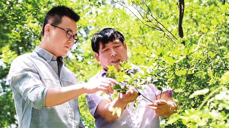 色情论坛
褥疮烧伤科赵文斌正在山上采摘药材